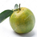 Green Tangerine